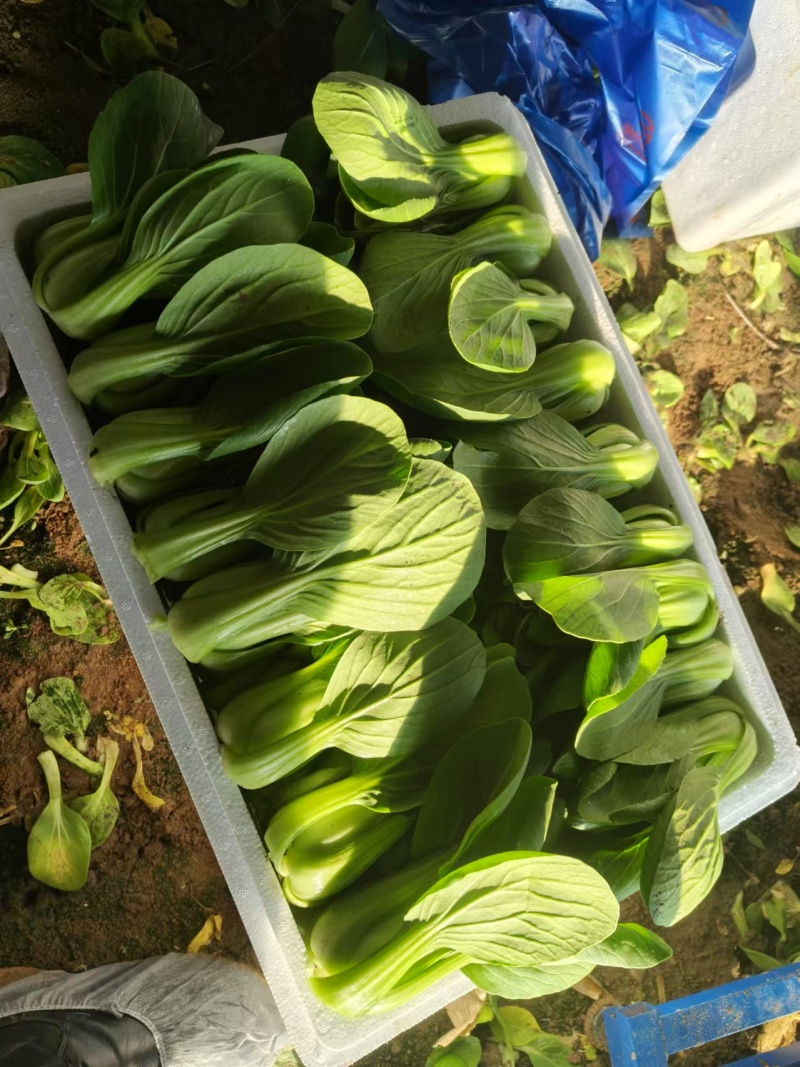 精品唐菜大头油菜上海青品质保证量大价优欢迎致电咨询