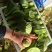 精品唐菜大头油菜上海青品质保证量大价优欢迎致电咨询