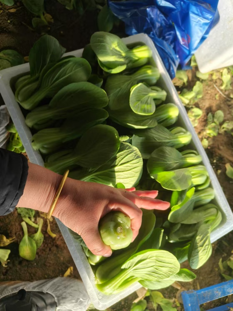 精品唐菜大头油菜上海青品质保证量大价优欢迎致电咨询