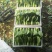 精品唐菜大头油菜上海青品质保证量大价优欢迎致电咨询