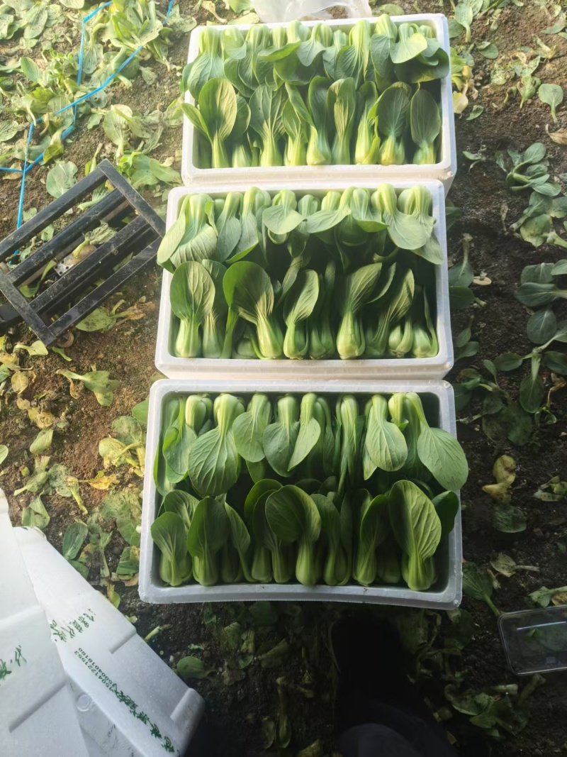 精品唐菜大头油菜上海青品质保证量大价优欢迎致电咨询