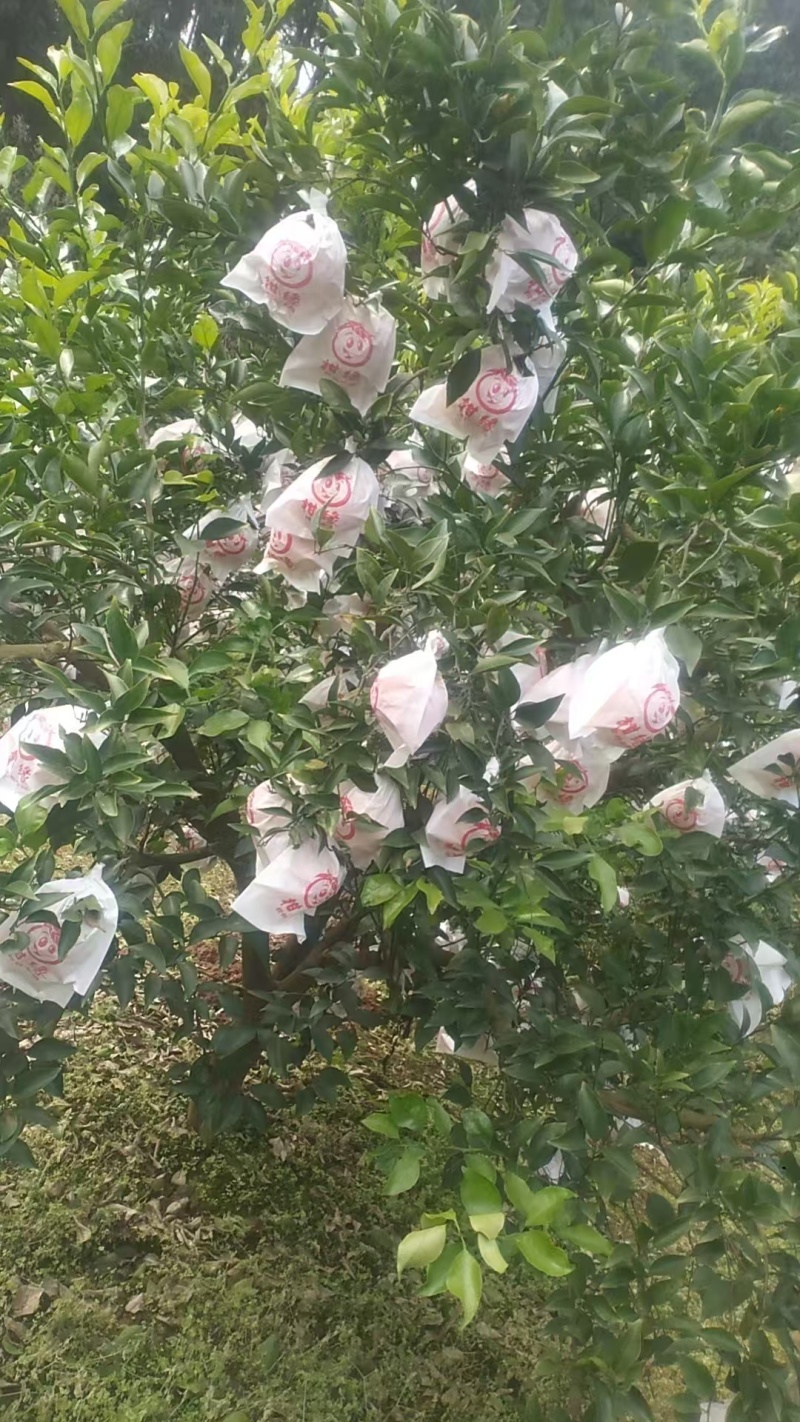四川春见柑橘耙耙柑大量供应/品质保证/量大从优全国发货