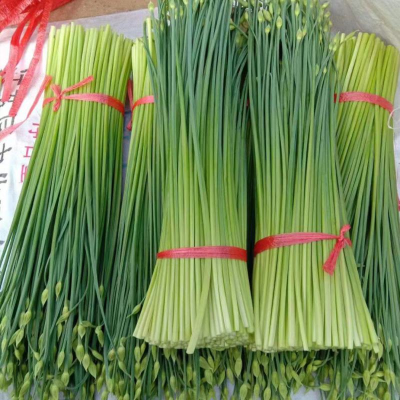 万亩耐寒韭苔韭菜基地一手货源，对接各大市场可打冷发车