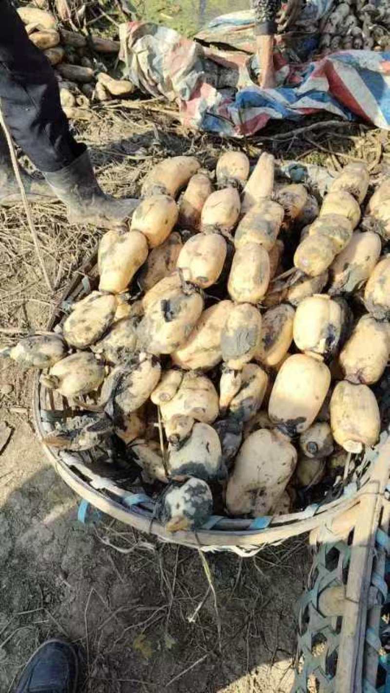 安徽阜阳阜南县精品莲藕质量好，品质好，一手货源。货源充足