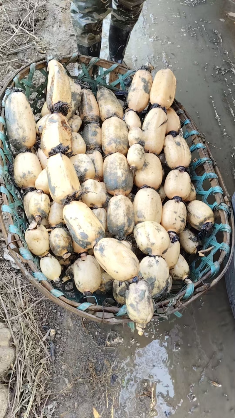 安徽阜阳阜南县精品莲藕质量好，品质好，一手货源。货源充足