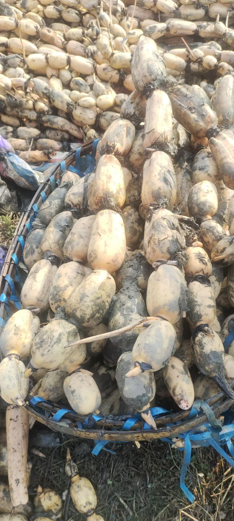 安徽阜阳阜南县精品莲藕质量好，品质好，一手货源。货源充足