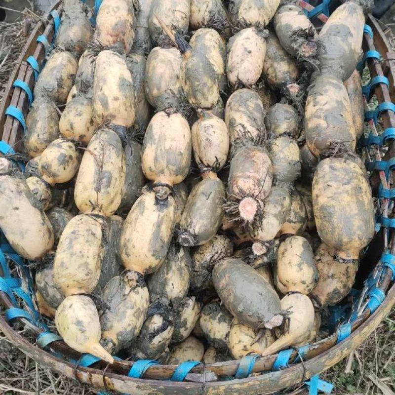 安徽阜阳阜南县精品莲藕质量好，品质好，一手货源。货源充足