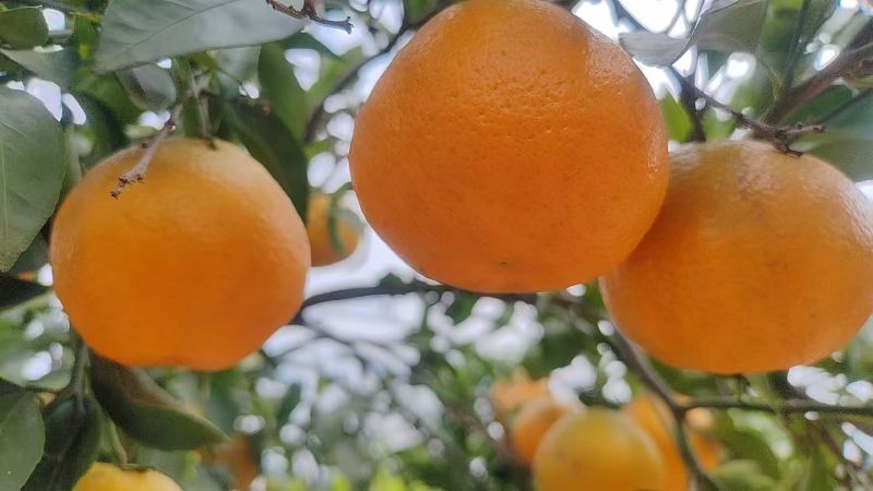 春见柑橘耙耙柑万亩果园量大从优保质保量现摘现发对接全国