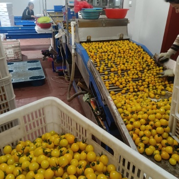 迷恋小番茄金豆千喜圣女果产地量大糖度高现摘现发