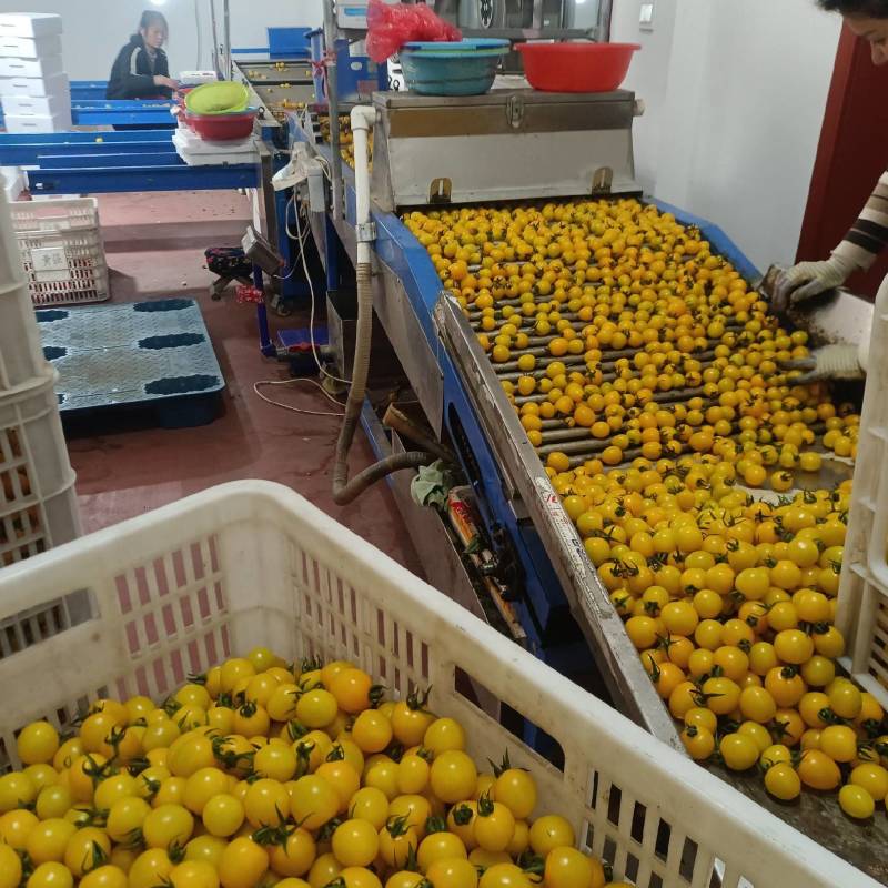 迷恋小番茄金豆千喜圣女果产地量大糖度高现摘现发