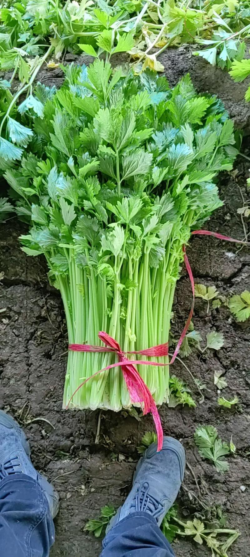 山东聊城西芹芹菜新鲜蔬菜产地直发运输便利价格实惠欢迎选购