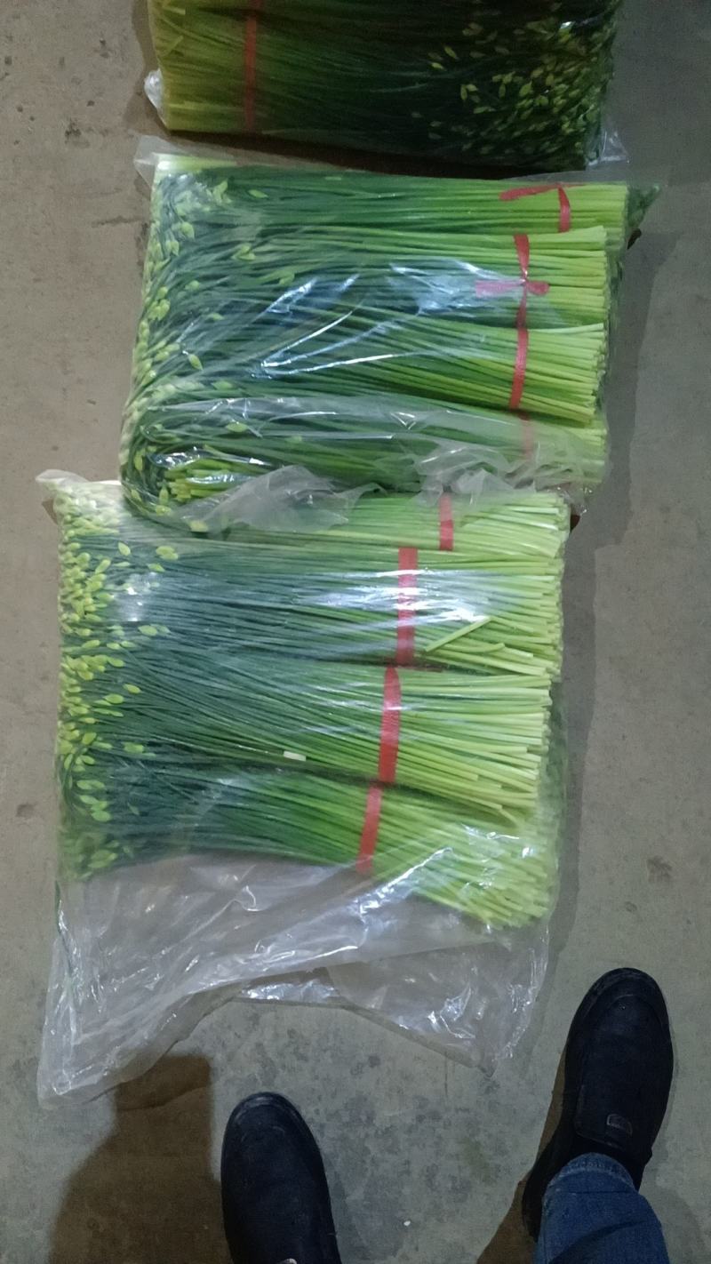 万亩耐寒韭苔韭菜基地一手货源，对接各大市场可打冷发车