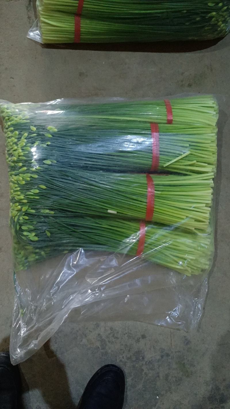 万亩耐寒韭苔韭菜基地一手货源，对接各大市场可打冷发车