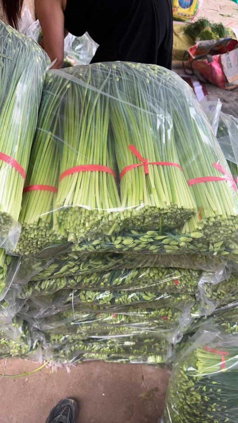 万亩耐寒韭苔韭菜基地一手货源，对接各大市场可打冷发车
