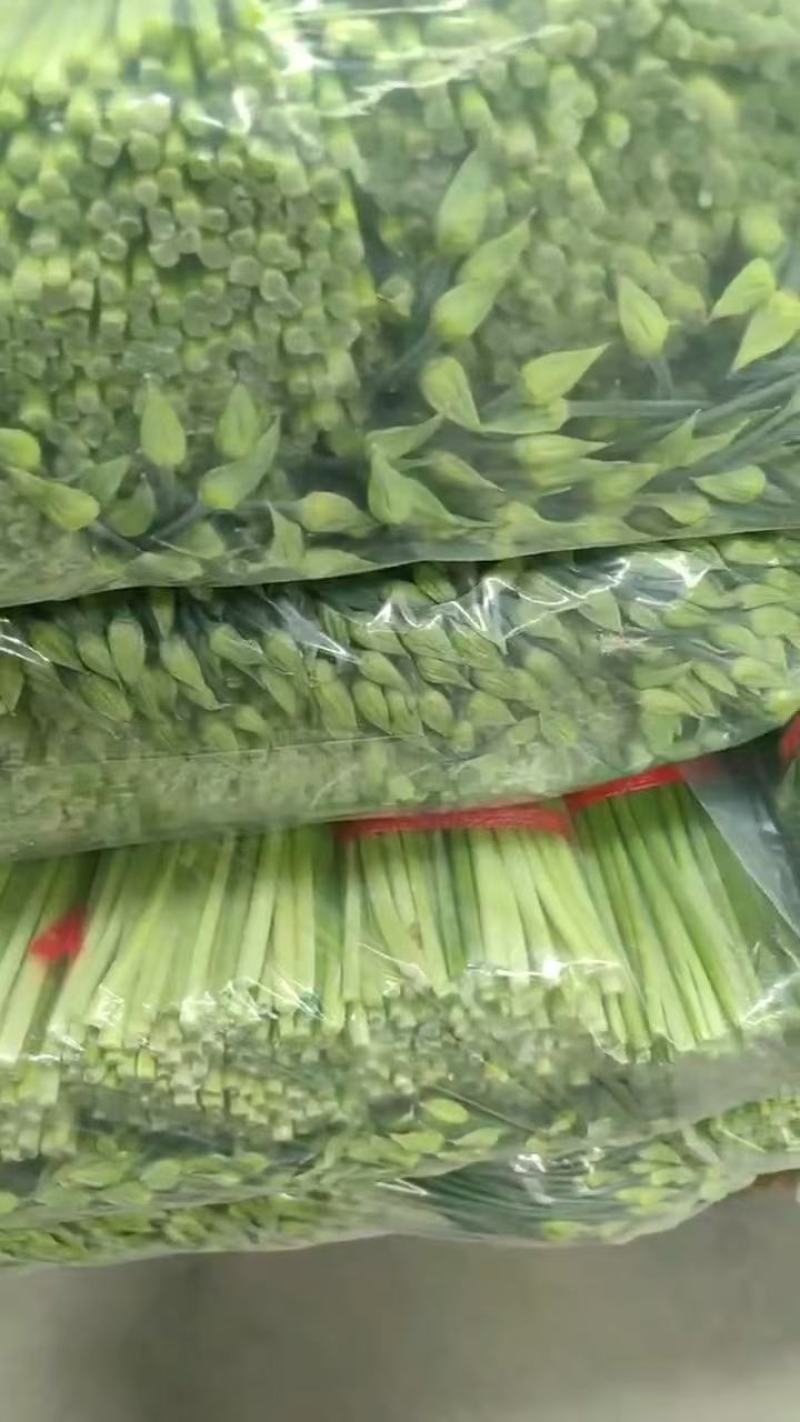万亩耐寒韭苔韭菜基地一手货源，对接各大市场可打冷发车