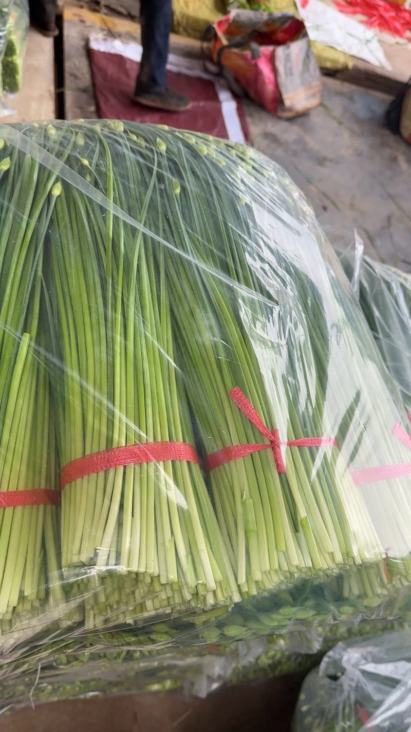 万亩耐寒韭苔韭菜基地一手货源，对接各大市场可打冷发车