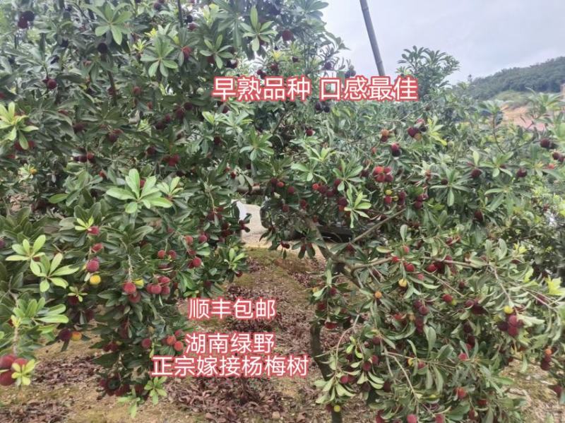 杨梅苗杯苗地苗高产优质嫁接苗品种正宗基地直销