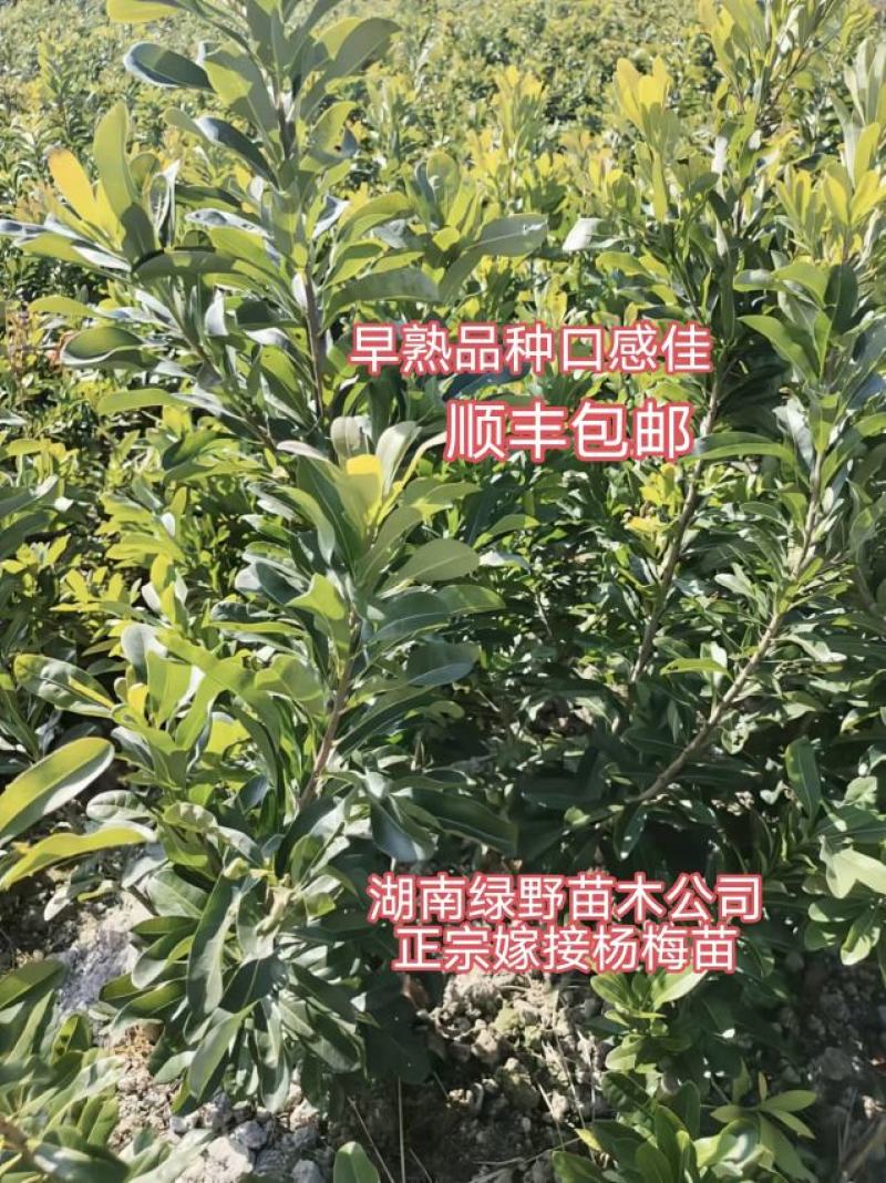 杨梅苗杯苗地苗高产优质嫁接苗品种正宗基地直销