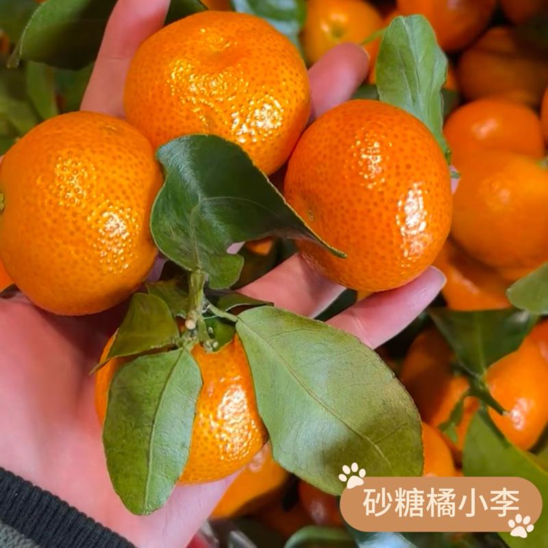 广西砂糖橘，果园直采，一手货源，保质保量，货源充足