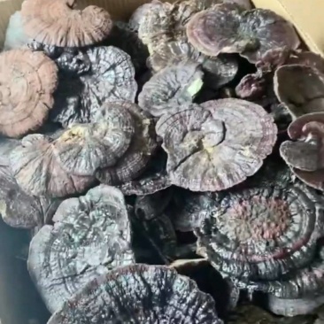 纯野生灵芝，来自深山里的原生态灵芝，各种规格都有可详谈！