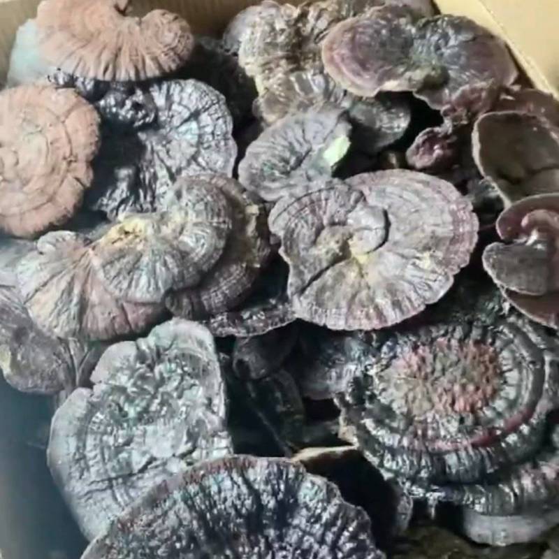 纯野生灵芝，来自深山里的原生态灵芝，各种规格都有可详谈！