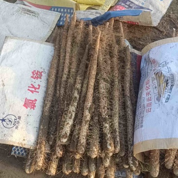 河北棒山药量大价优运输便利保质保量产地直发欢迎新老客户