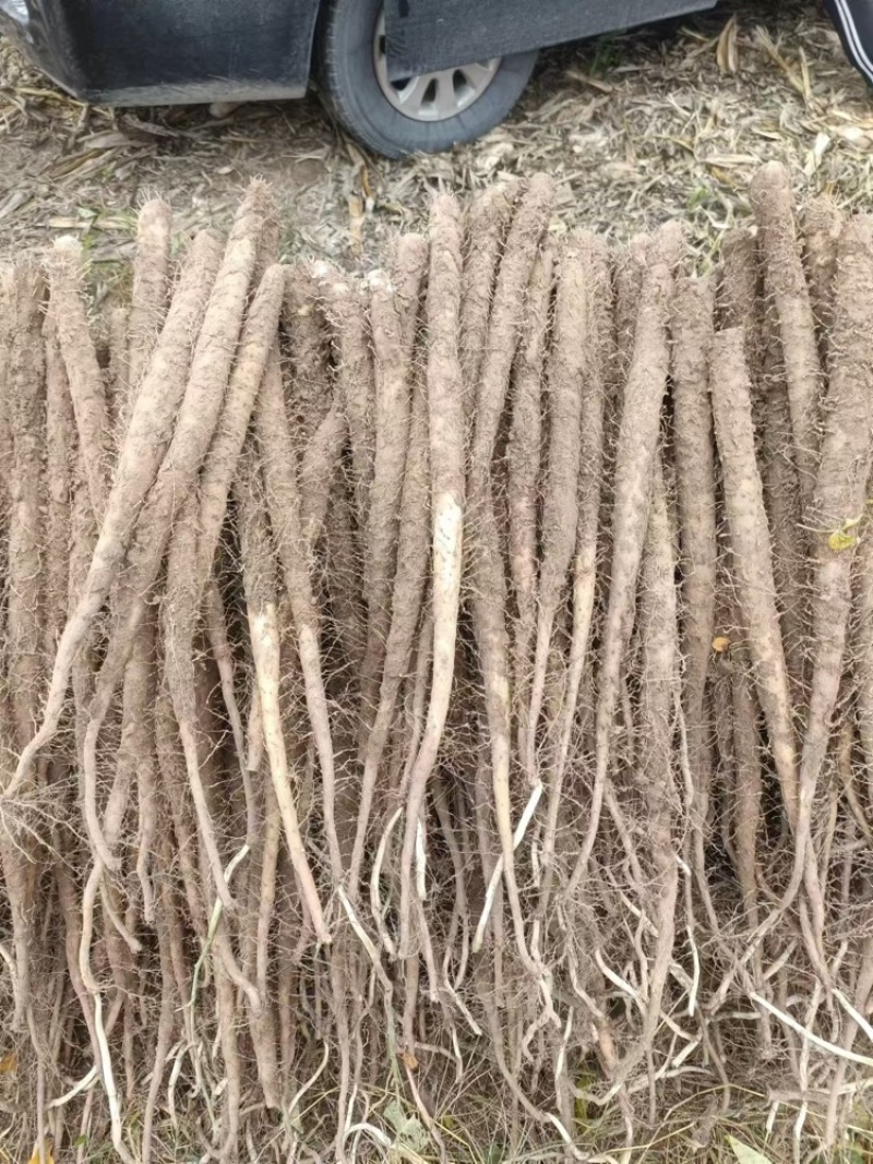 河北棒山药量大价优运输便利保质保量产地直发欢迎新老客户
