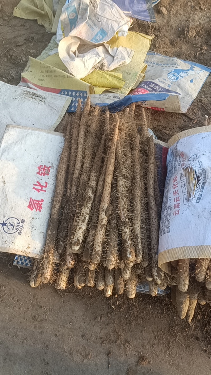 河北棒山药量大价优运输便利保质保量产地直发欢迎新老客户