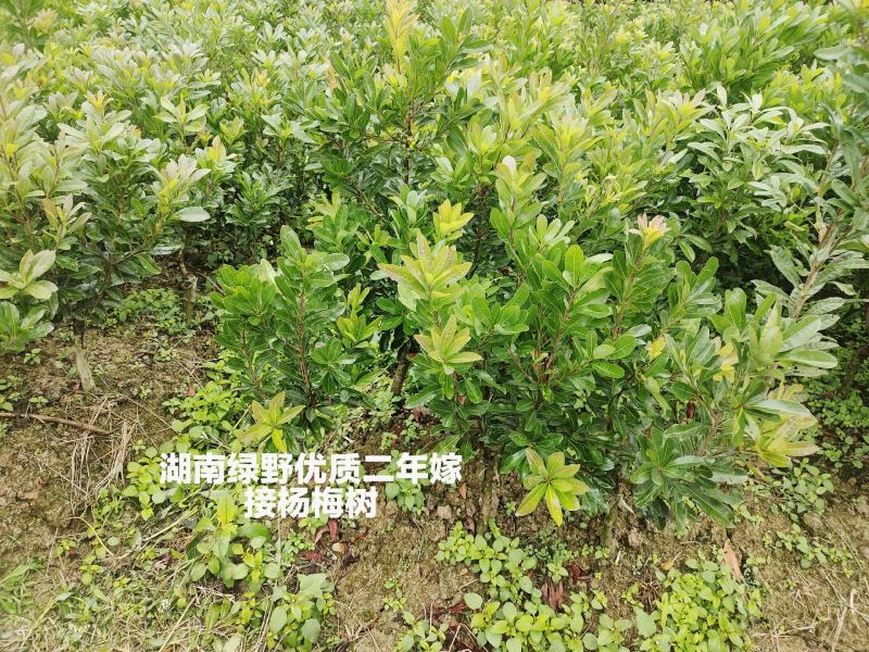 杨梅苗杯苗地苗高产优质嫁接苗品种正宗基地直销