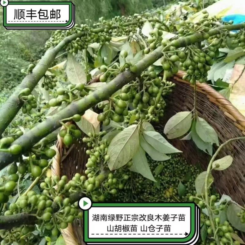 木姜子苗改良高产山胡椒量大价优产地直销批发包邮