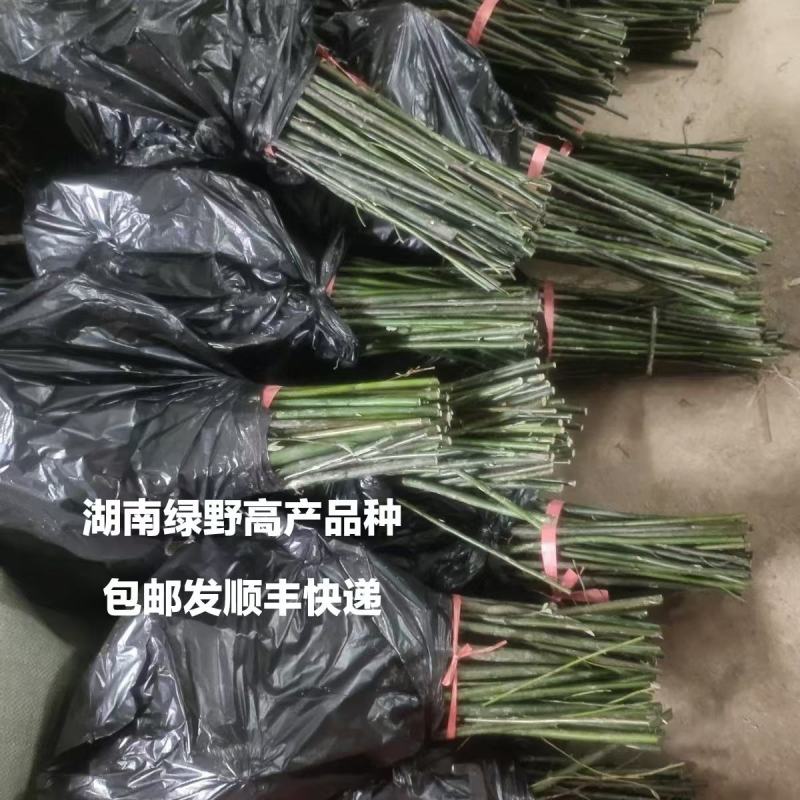 木姜子苗改良高产山胡椒量大价优产地直销批发包邮