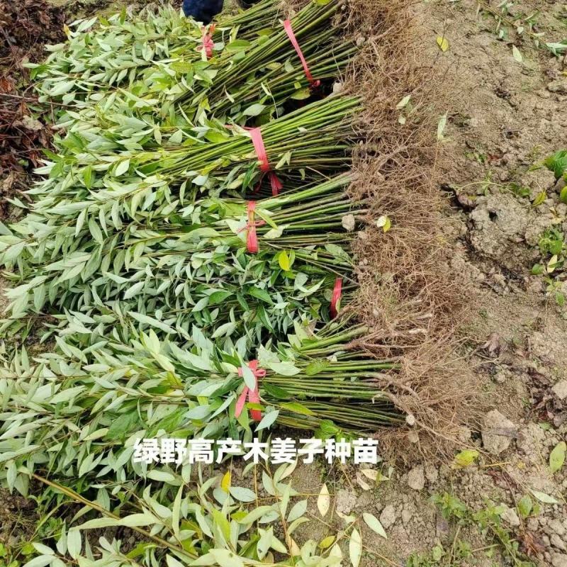 木姜子苗改良高产山胡椒量大价优产地直销批发包邮