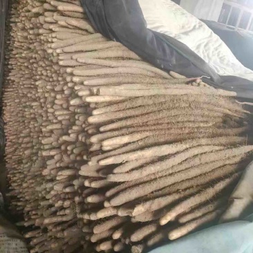 精品小白嘴山药软糯香甜口感好品质优基地直发欢迎电联