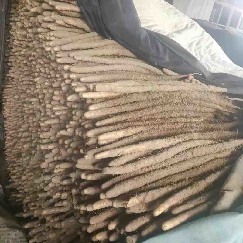 精品小白嘴山药软糯香甜口感好品质优基地直发欢迎电联
