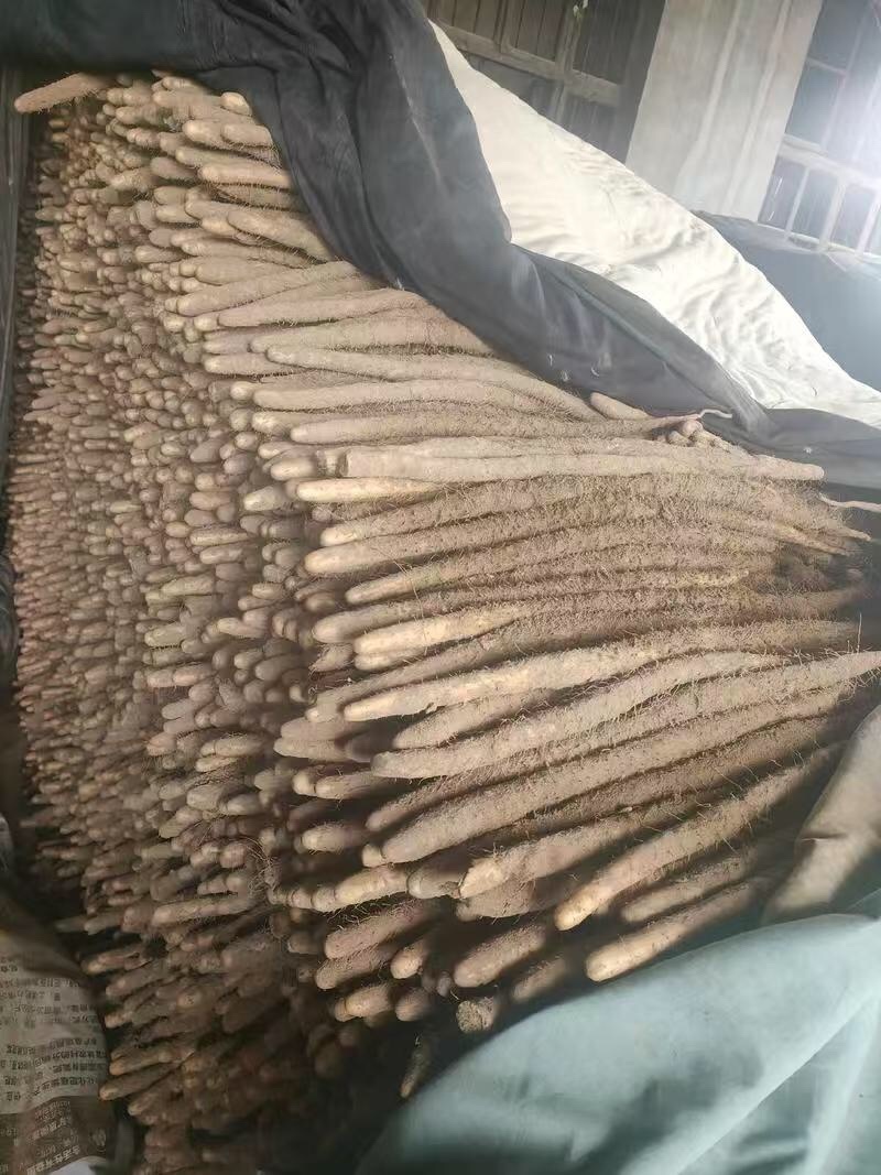 精品小白嘴山药软糯香甜口感好品质优基地直发欢迎电联