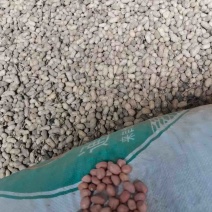 河南南阳罗汉果花生大量现货产地一手货源稳定供应市场批发
