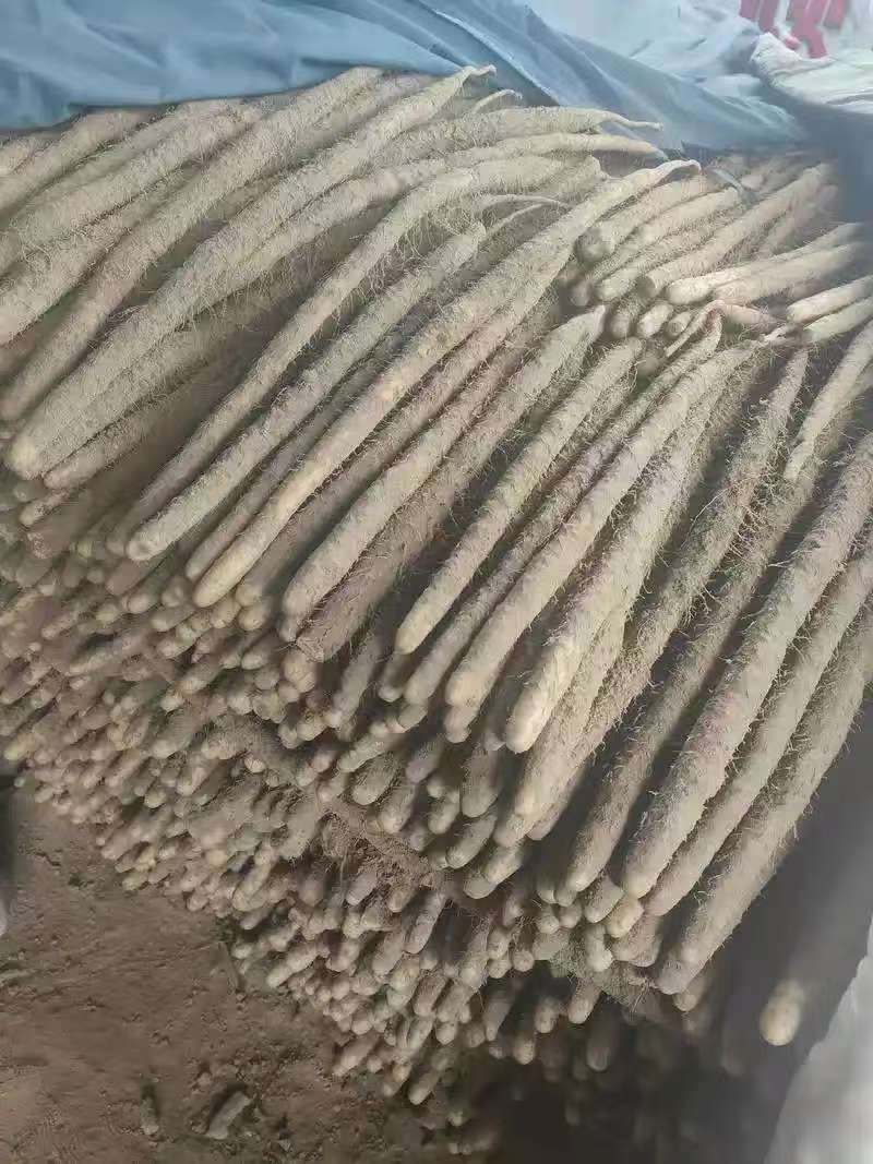 麻山药，品种、规格齐全