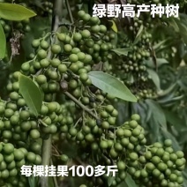 木姜子苗改良高产山胡椒苗山仓子苗量大价优产地直销批发