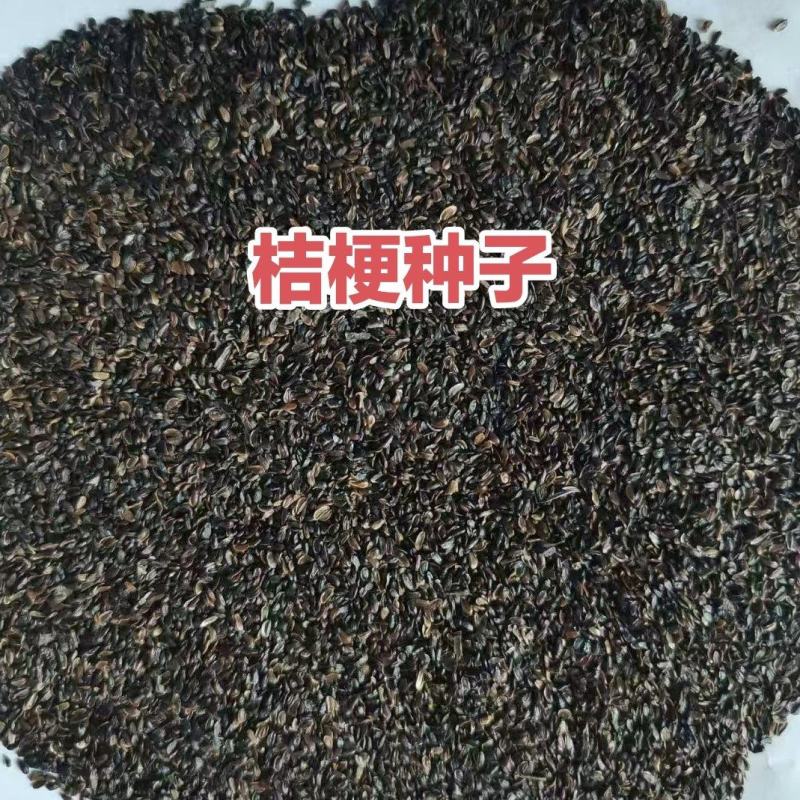 东北优质桔梗种子，