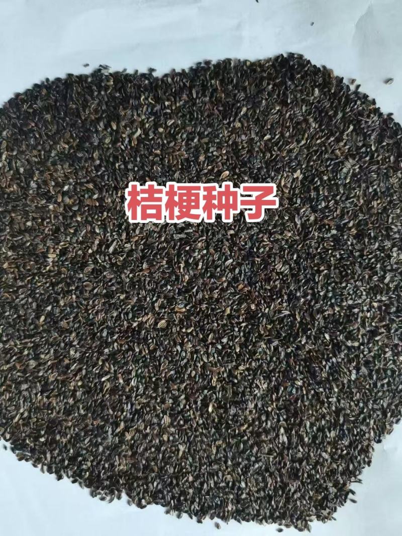 东北优质桔梗种子，