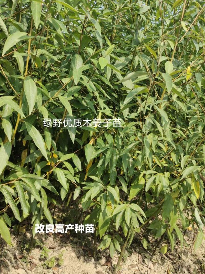 木姜子苗改良高产山胡椒量大价优产地直销批发包邮