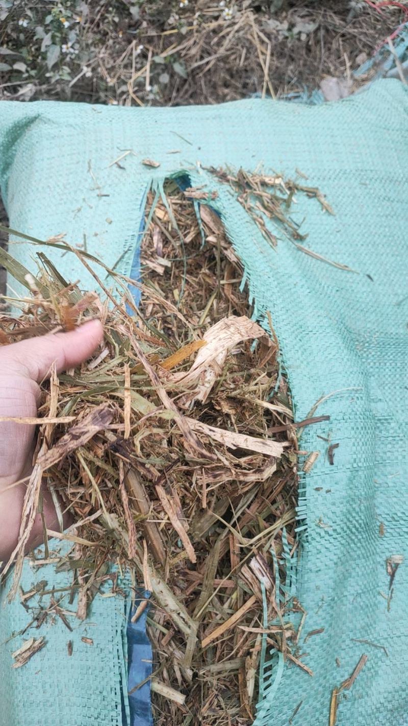 甘蔗叶黄储料