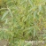 木姜子苗改良高产山胡椒量大价优产地直销批发包邮