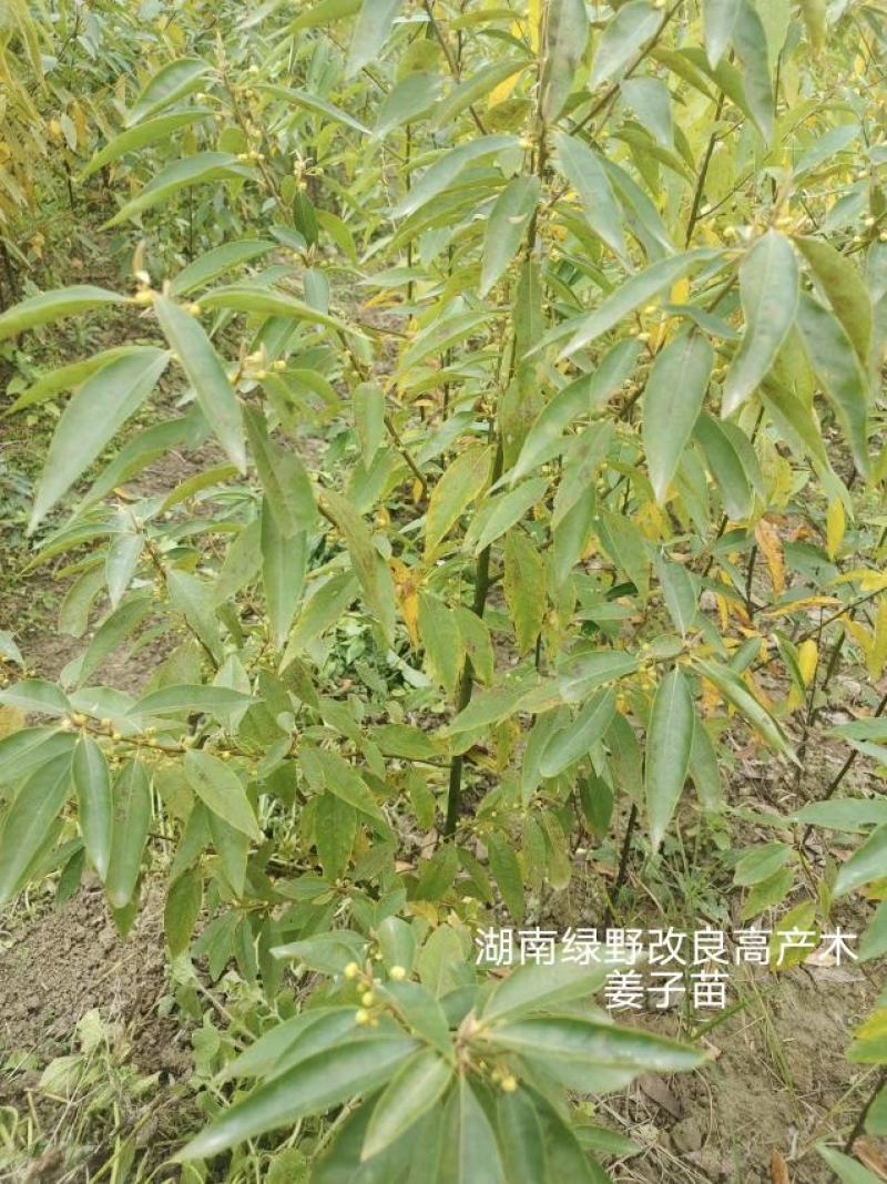 木姜子苗改良高产山胡椒量大价优产地直销批发包邮