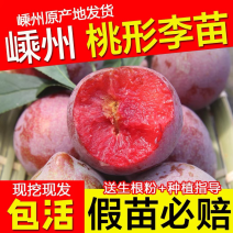 [正宗原产地]嵊州桃形李苗红心李子果树苗优质嫁接苗
