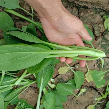 【白菜苔】广西菜苔货量大一手货源价格低卖相好看规格齐整全