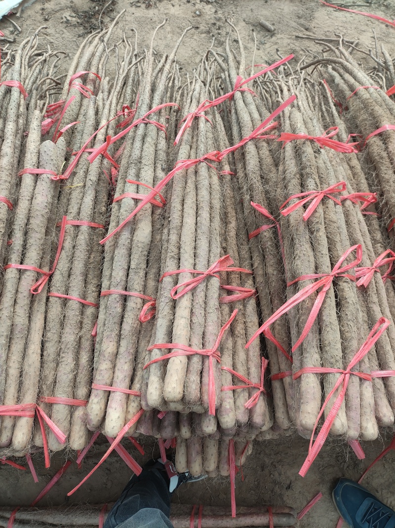 内黄县红皮铁棍山药，大量上市