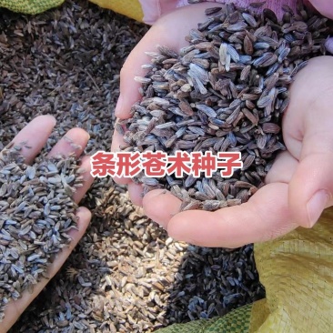 东北条形苍术种子，优质种子