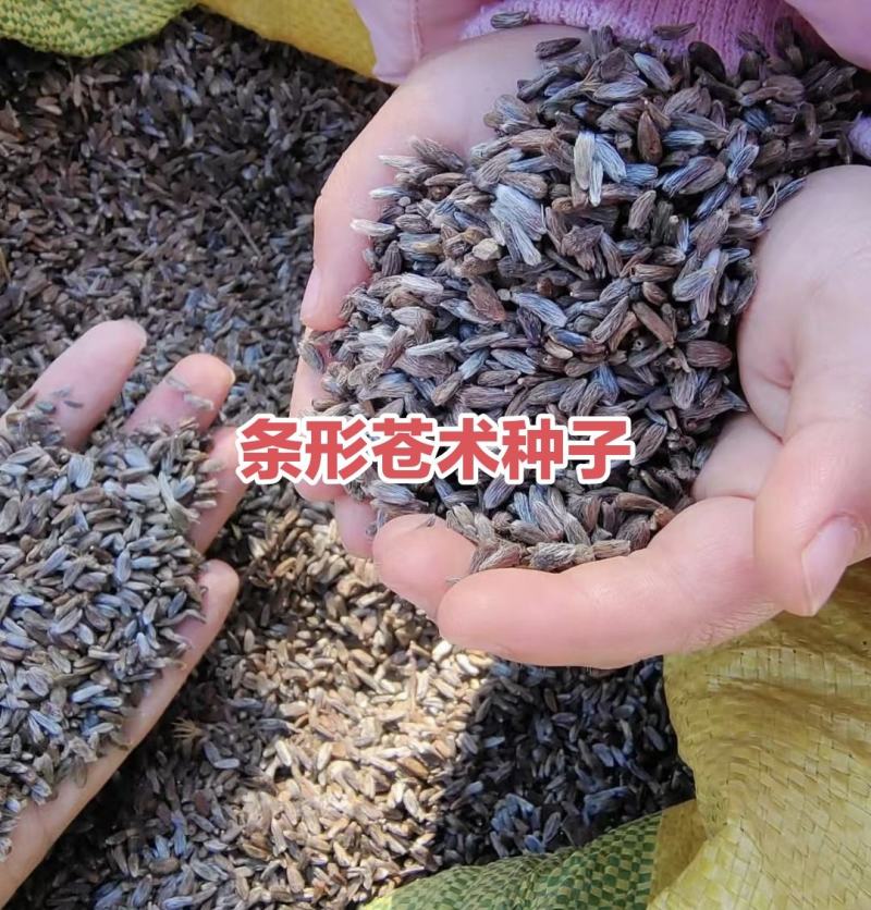 东北条形苍术种子，优质种子