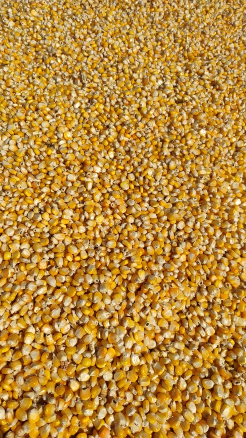 甜糯玉米粒基地直发量大从优一条龙服务